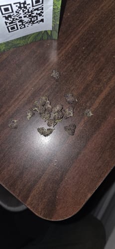 Customer photo review of Cheap THCA Smalls Quarter Pound