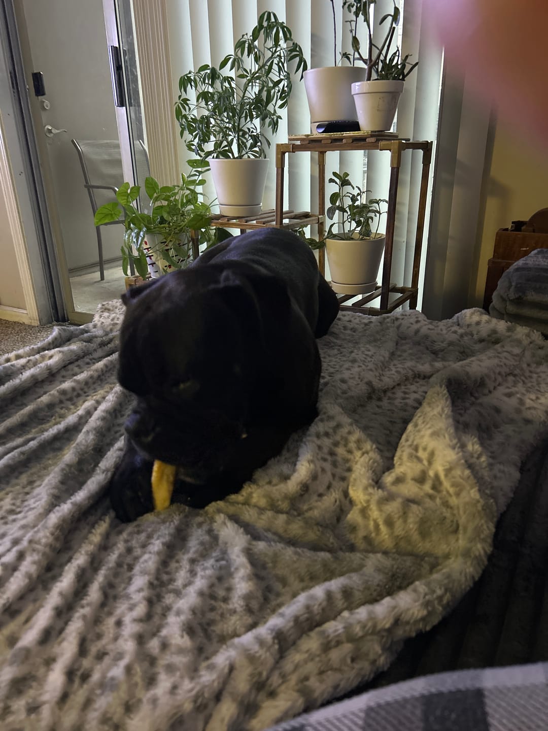 Customer photo review of Regular/Unflavored Himalayan Yak Chews | 6-Sizes (for Small to Big Dogs)