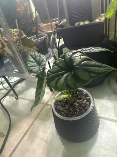 Customer's Alocasia baginda 'Dragon Scale' plant with textured dark green leaves, sitting in a pot on a tiled floor.