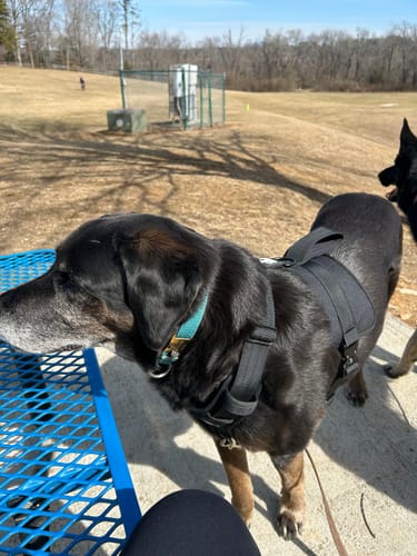 Customer photo review of No Pull Bully Proof Harness