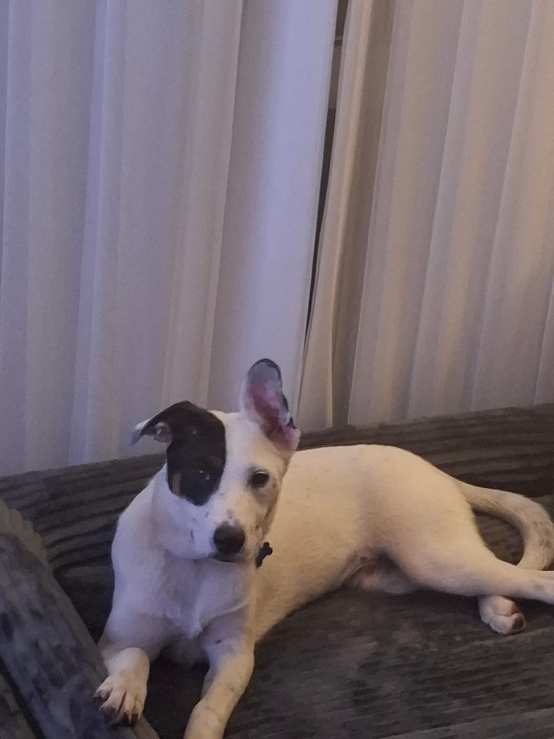 Customer photo review of Orthopaedic Dog Bed – Waterproof & Washable