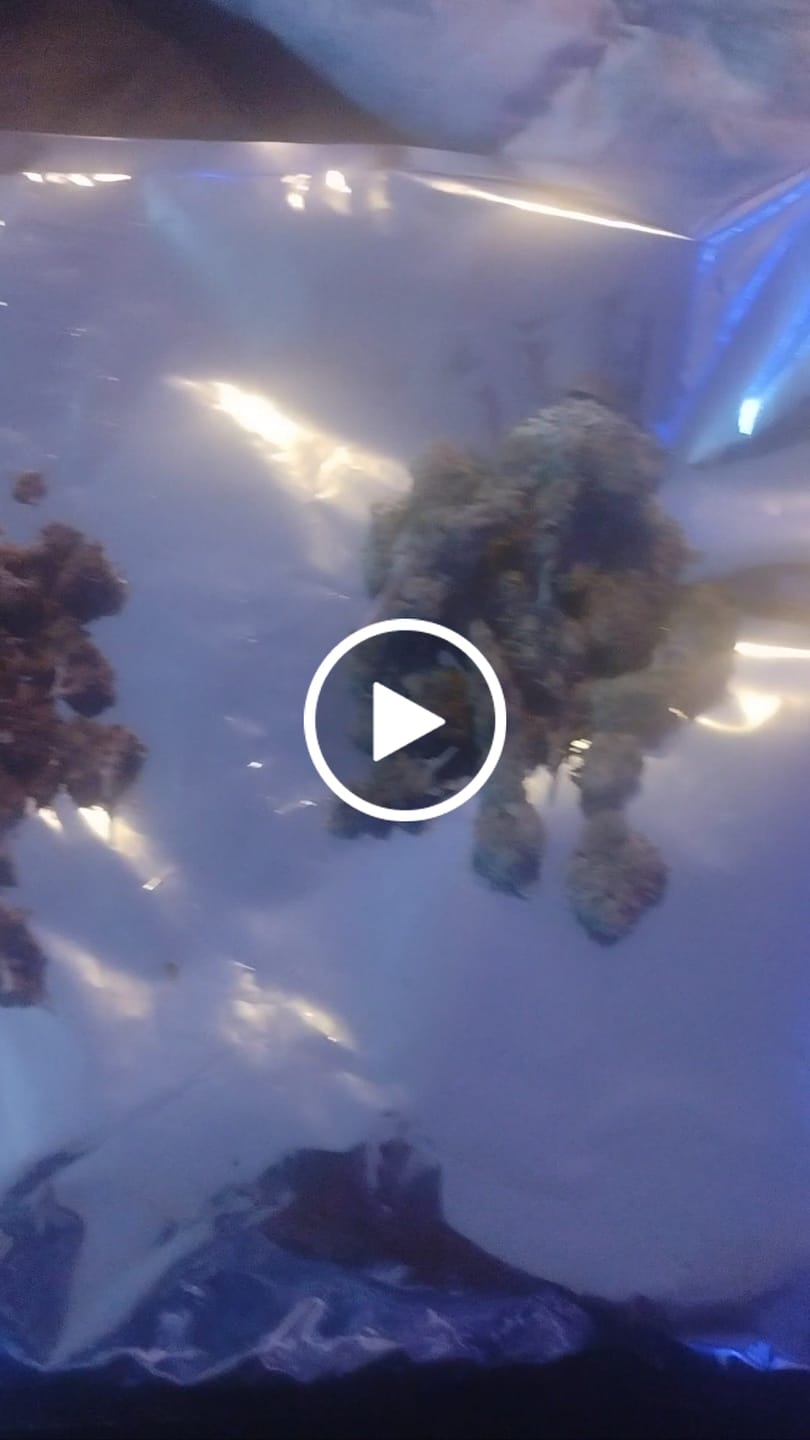 Customer video review of Wedding Crasher THCA Flower LB