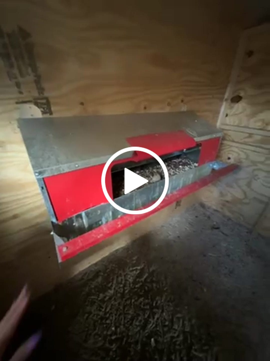 Customer video review of Large (48") Reversible Roll-out Nest Box (Up to 50 Hens)