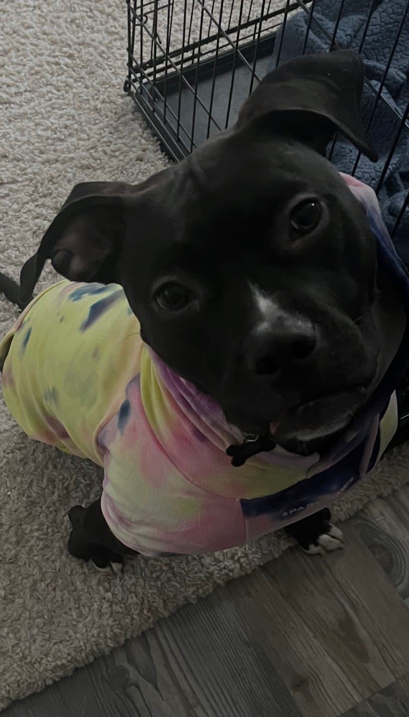 Customer photo review of Velvet Dog Hoodie - Berry Lemonade