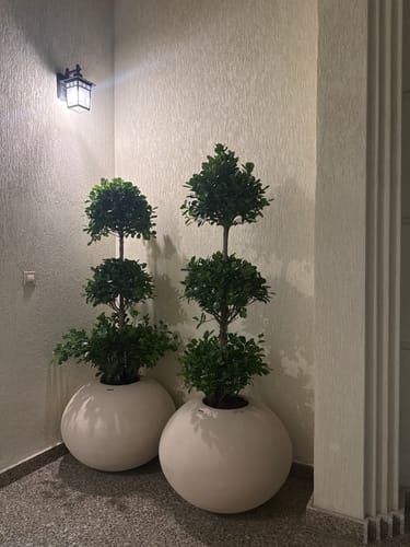 Customer's two large, round Beige Planter Boxes with topiary plants in a corner.