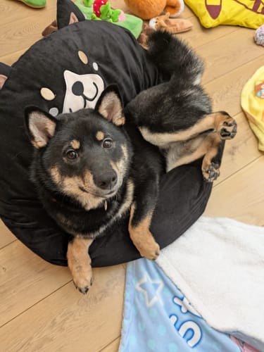 Customer photo review of FunFunPet 高機能ハーネス（お名前タグ作成サービス付き）