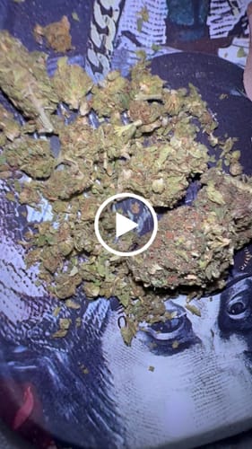 Customer video review of Bulk THCA Flower Pounds