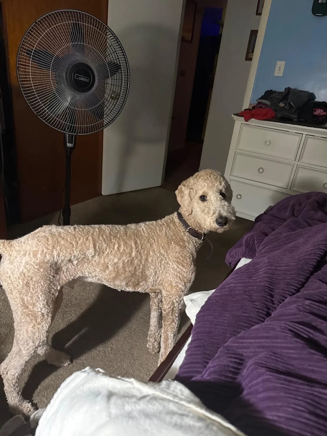 Customer photo review of SilentPaw Pro™ | Ultraschall Anti-Bell-Trainer für Hunde – Sanft & Effektiv