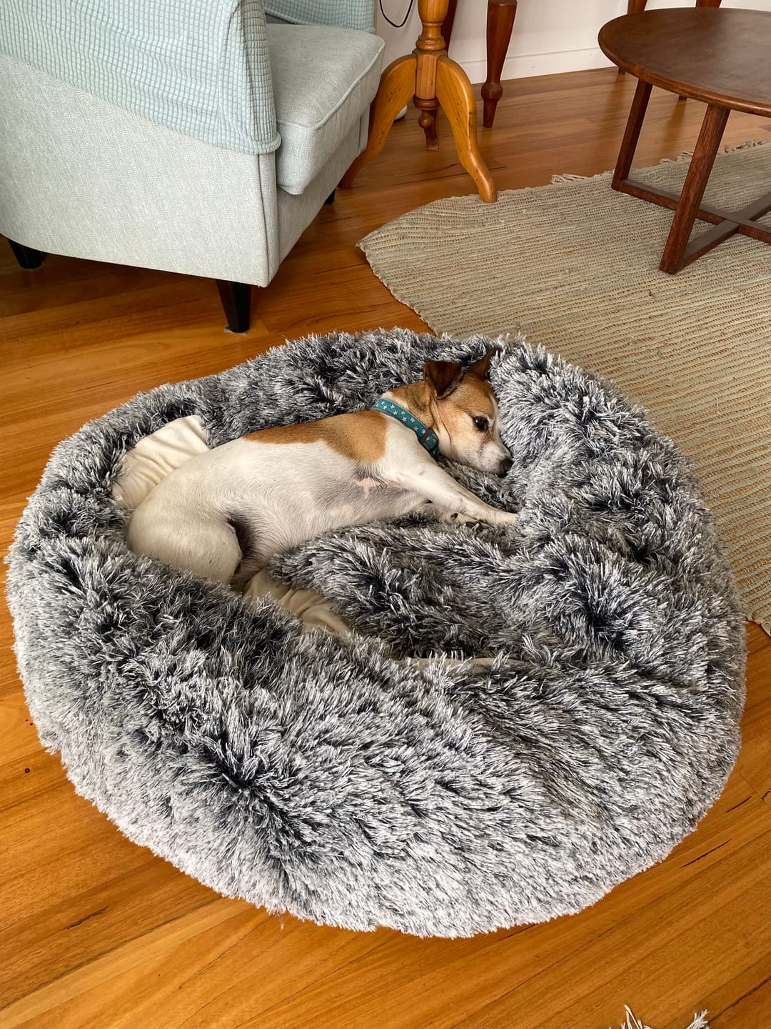 Customer photo review of Pet Cave Dog Bed - Removable Cover