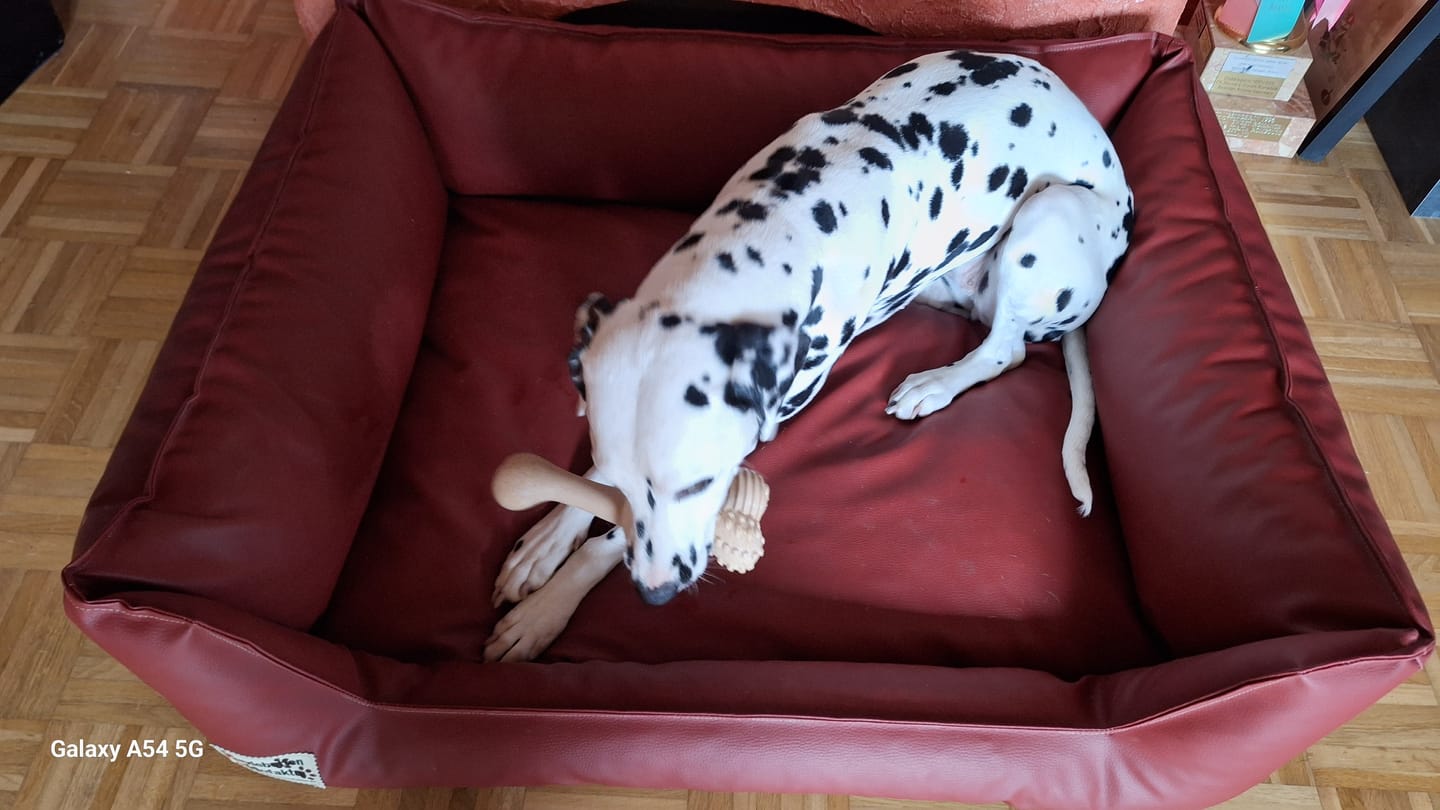 Customer photo review of BetterBone Hundeknochen – Nachhaltig, Zahnfreundlich & Langlebiges Kauspielzeug