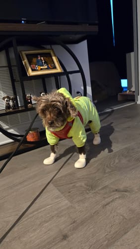 Customer photo review of WagWellies® by wagwear