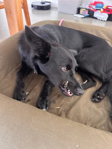 Customer photo review of Crocodile Feet