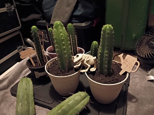 Customer photo review of Trichocereus Hybrids | Exact Hybrid Crosses