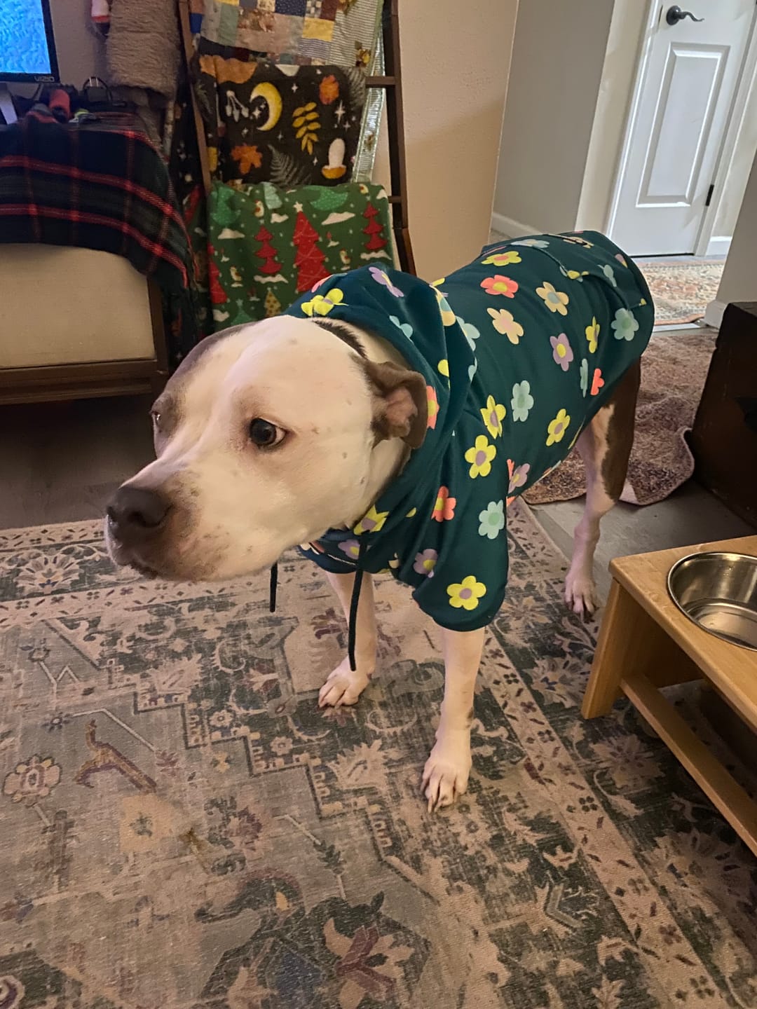 Customer photo review of Daisy Dog Hoodie - Green