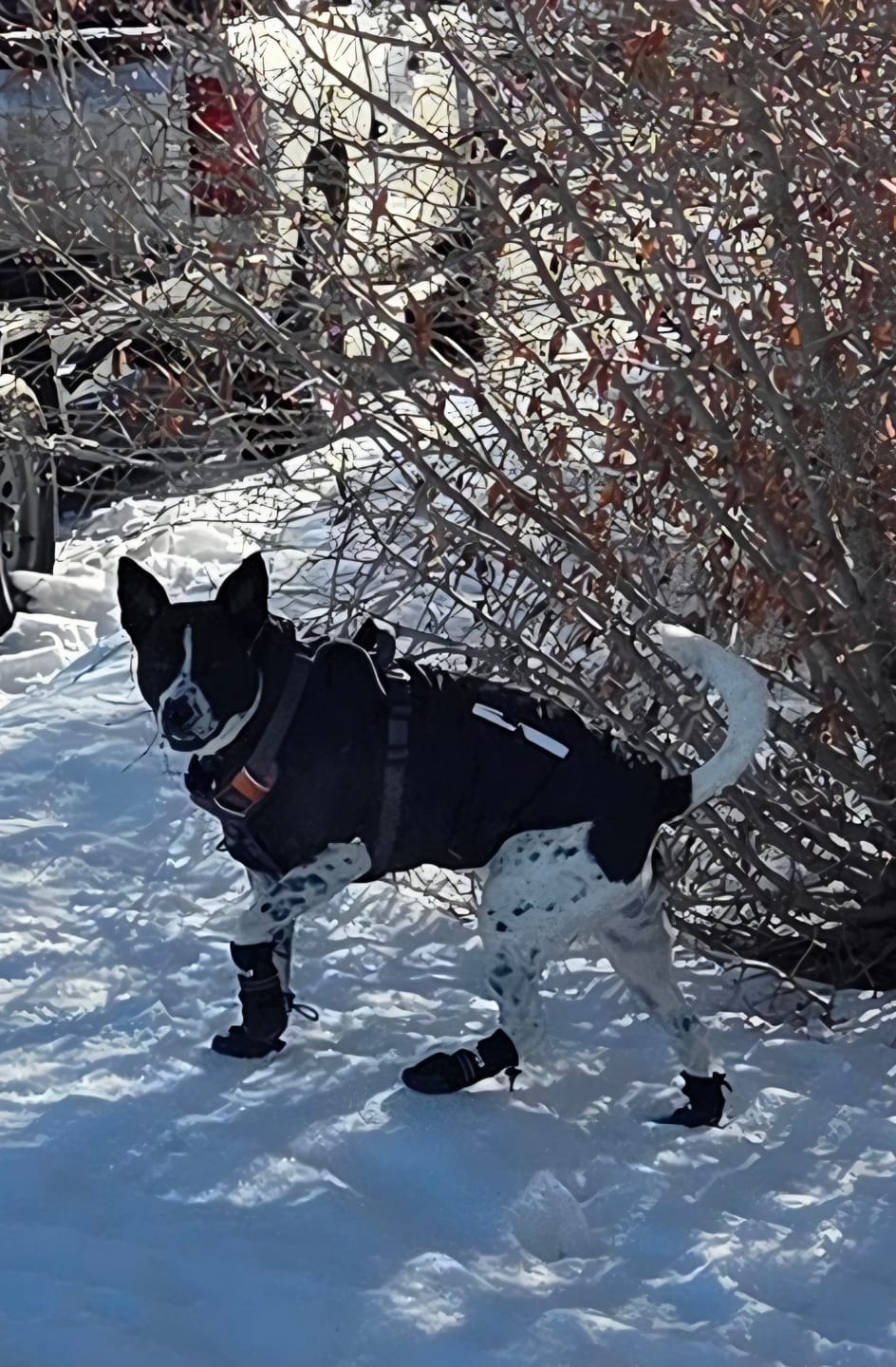 Customer photo review of AIR PUP DOG BOOTS - SET OF 4