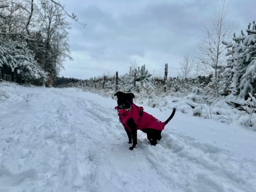 Customer photo review of Dog Coat With Zip - Shower Proof - Carminerose