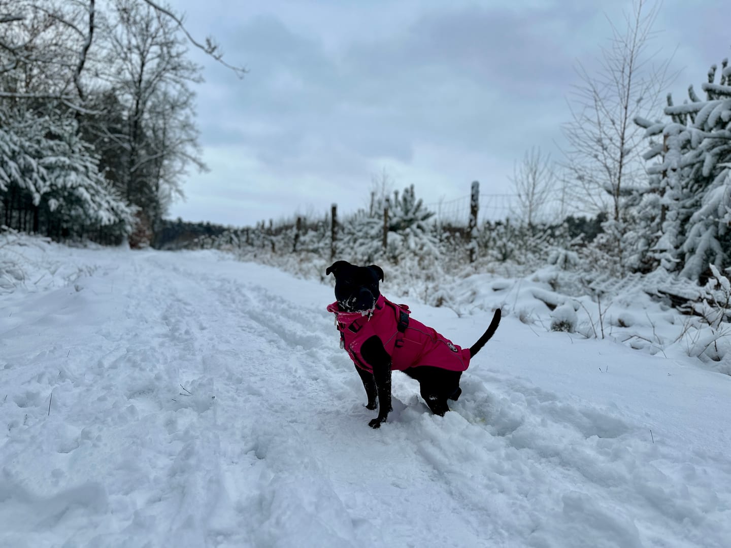 Customer photo review of Dog Coat With Zip - Shower Proof - Carminerose