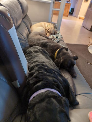 Customer photo review of Vegan Leather Dog Collar - Lopsided Lilac