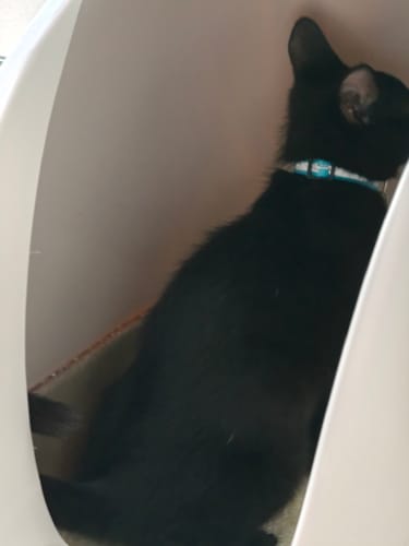 Customer photo review of Fit Litter