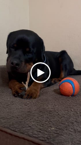 Customer video review of Beef Tendon