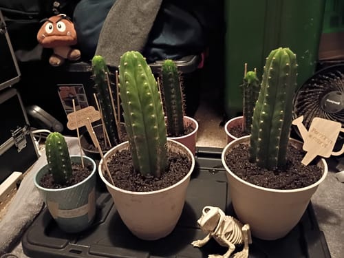 Customer photo review of Imperfect Trichocereus Pachanoi | Imperfect San Pedro Cactus