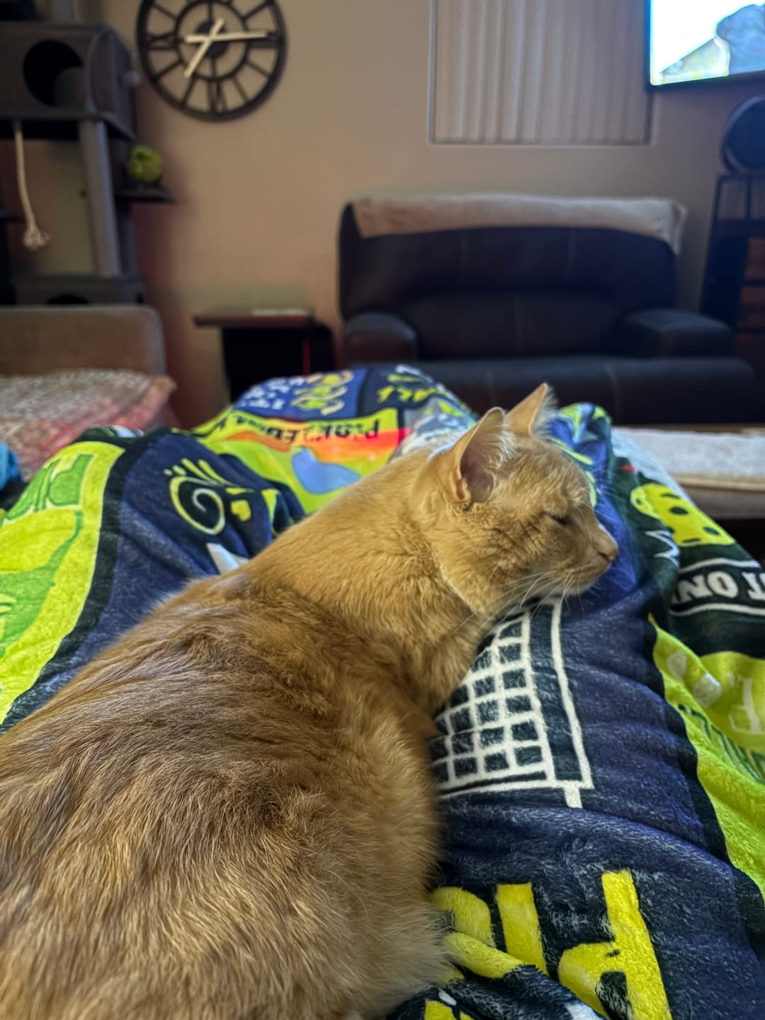 Customer photo review of CBD Pet Treats 100mg - Available in Multiple Flavors