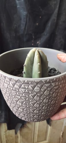 Customer photo review of San Pedro Cactus | Trichocereus (Echinopsis) Pachanoi