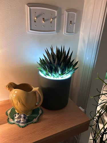 Customer photo review of Aura | Small Round LED Planter