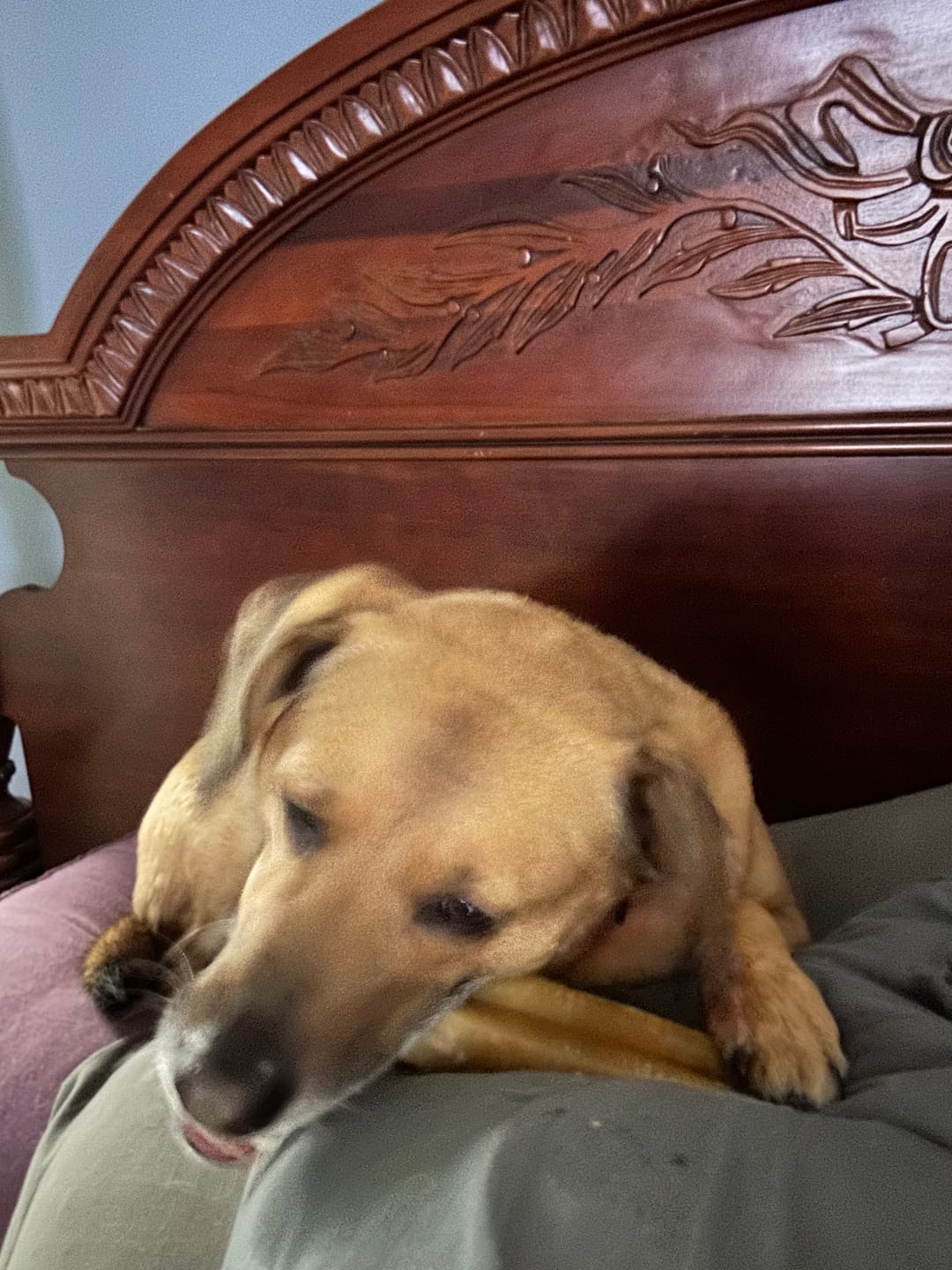 Customer photo review of Pumpkin Yak Chews