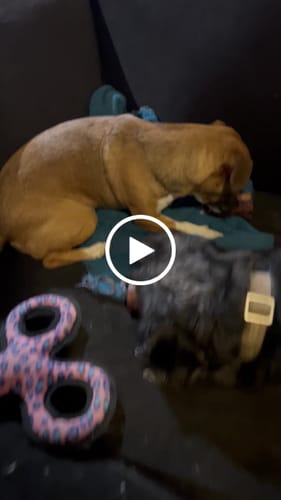 Customer video review of Smoked Beef Marrow Bone