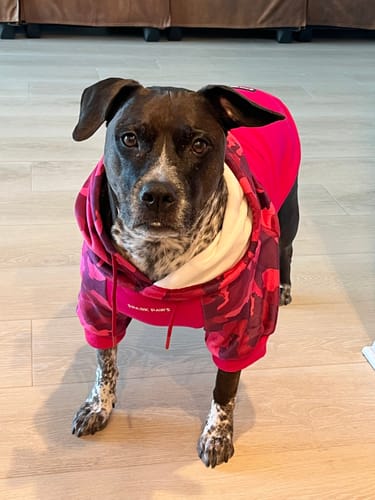 Reviewer's large, black and white spotted dog wearing a pink and red Camo Dog Hoodie.