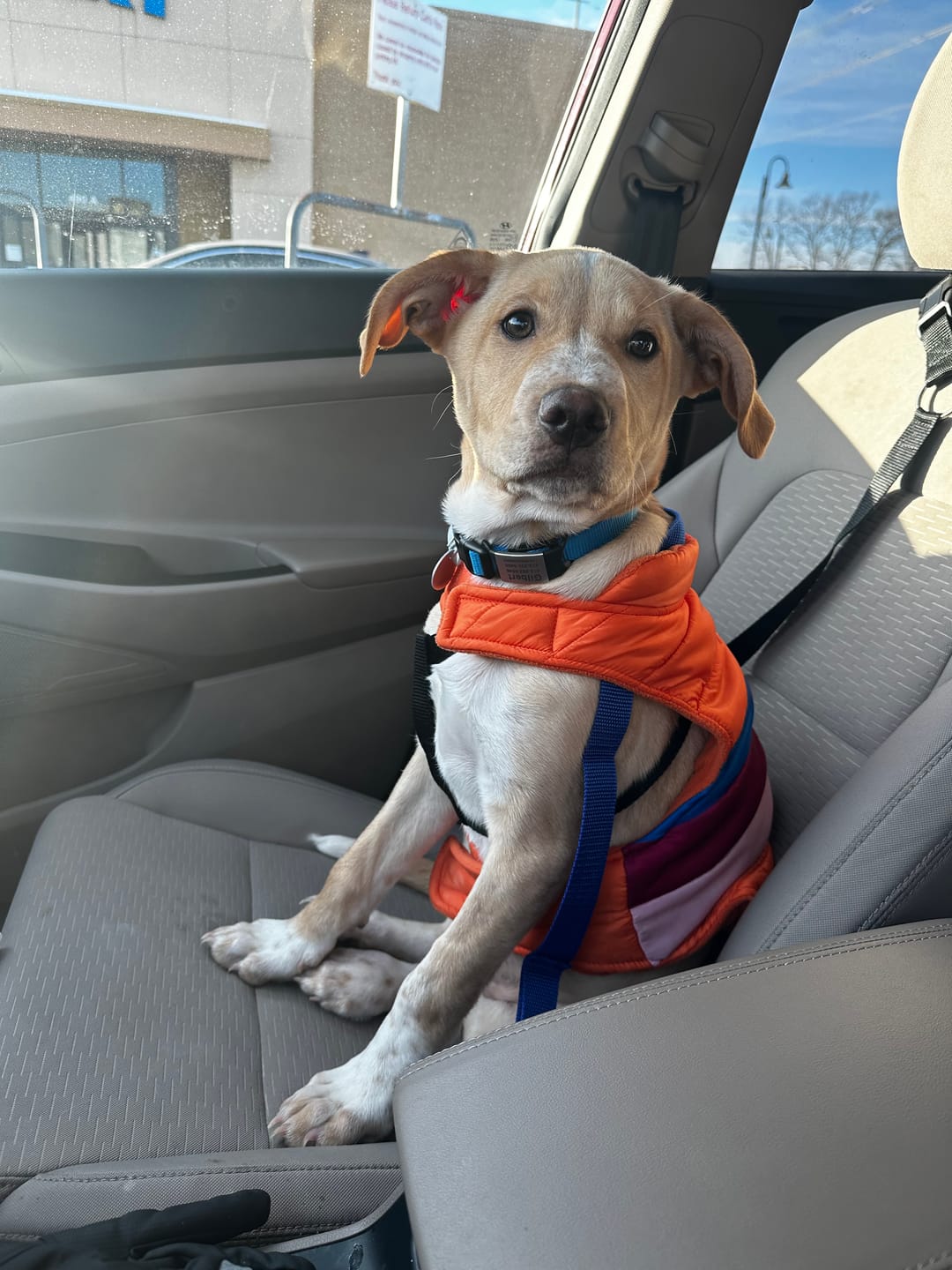 Customer photo review of 2 Pack Headrest Car Dog Safety Seatbelt