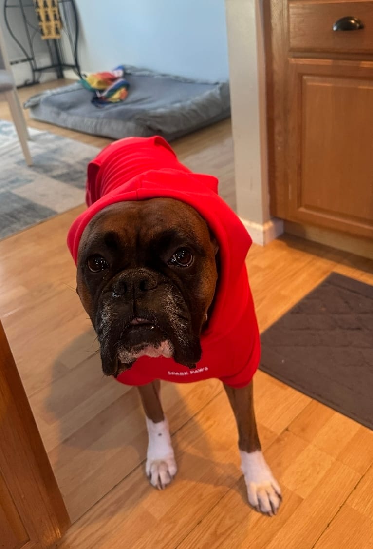 Customer photo review of Essential Dog Hoodie - Crimson Red