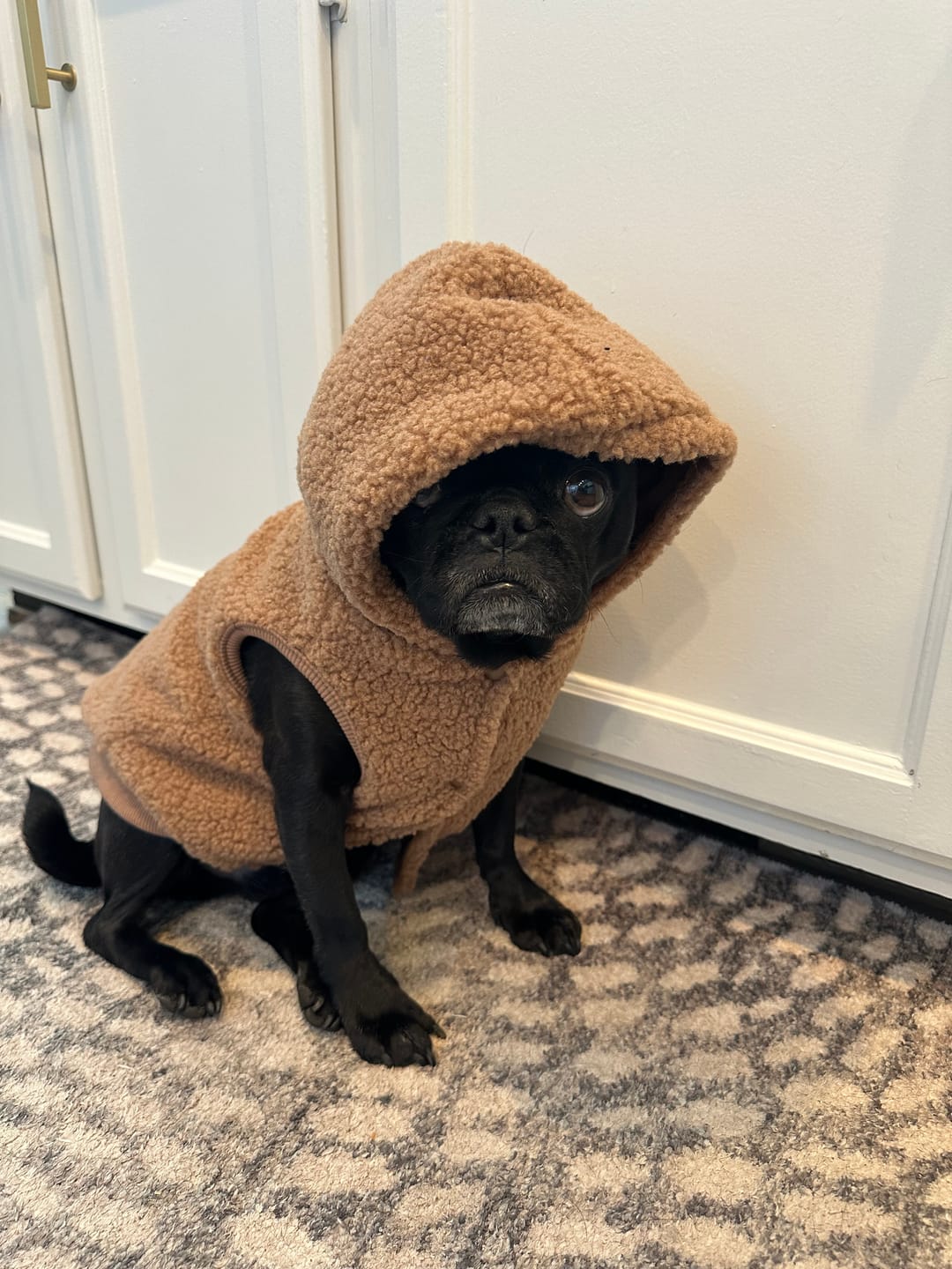 Customer photo review of Teddy Sherpa Fleece Dog Jacket - Brown