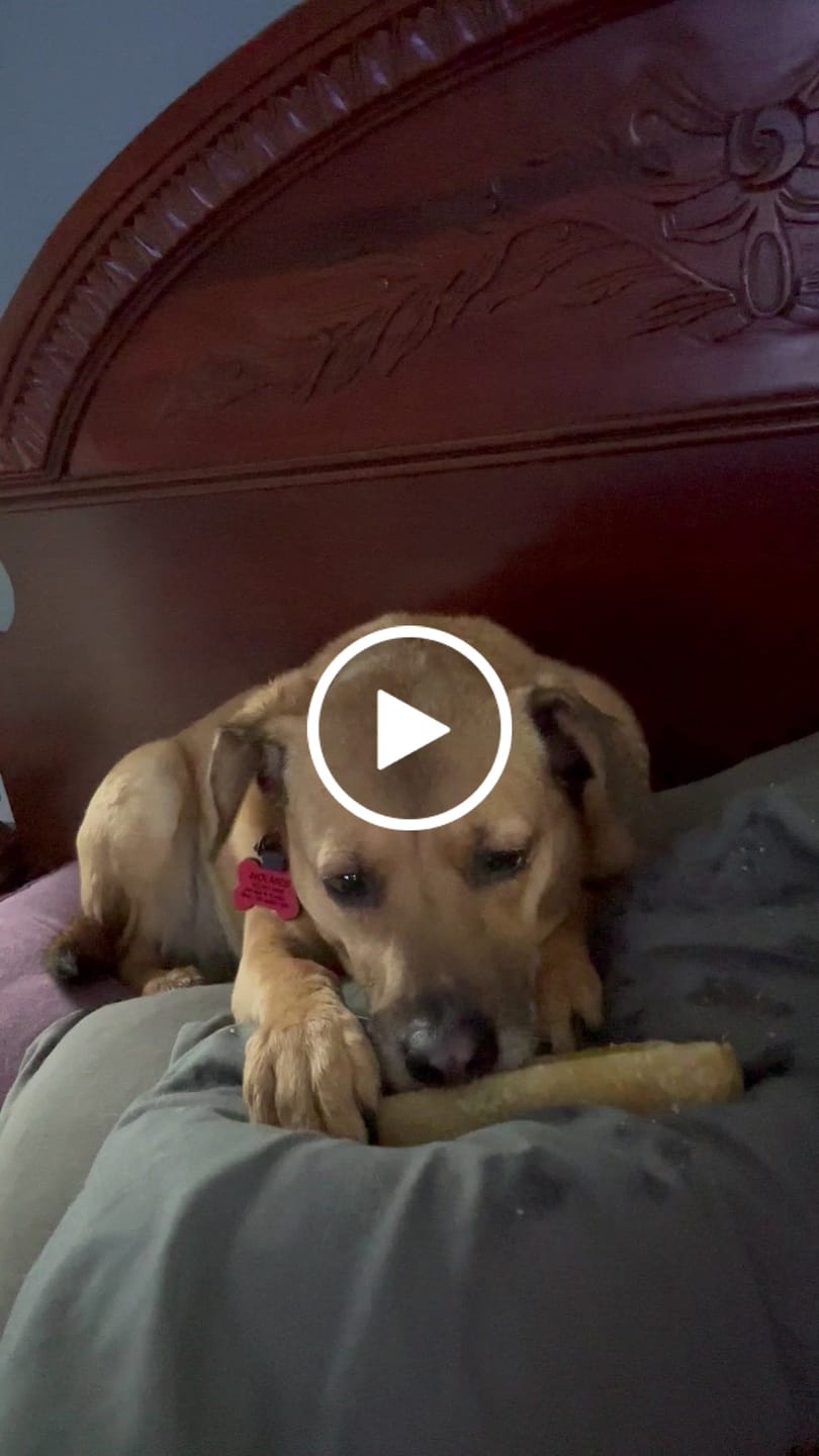 Customer video review of Pumpkin Yak Chews