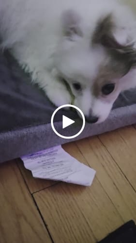 Customer video review of Long-Lasting Yak Chews — 4 Flavor Pack