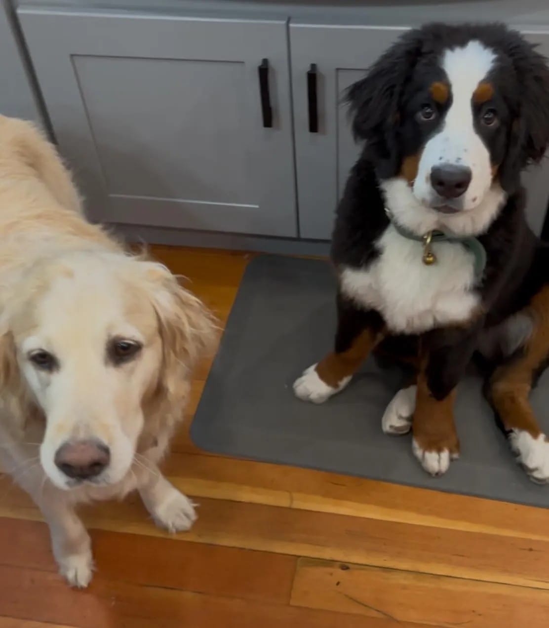 Customer photo review of SilentPaw Pro™ | Ultraschall Anti-Bell-Trainer für Hunde – Sanft & Effektiv