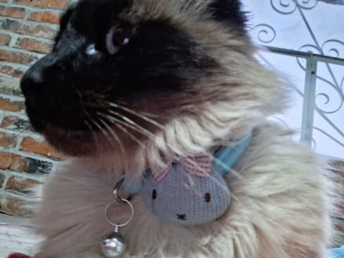 Customer photo review of CT6211 1 Pieza De Collar Para Mascota