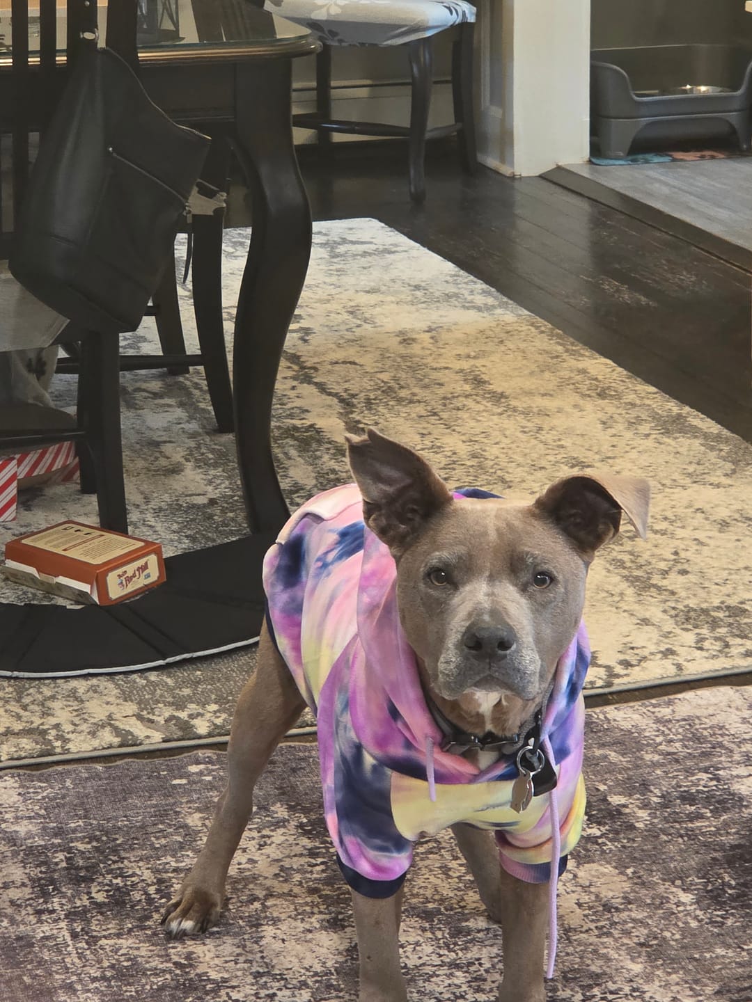 Customer photo review of Velvet Dog Hoodie - Berry Lemonade