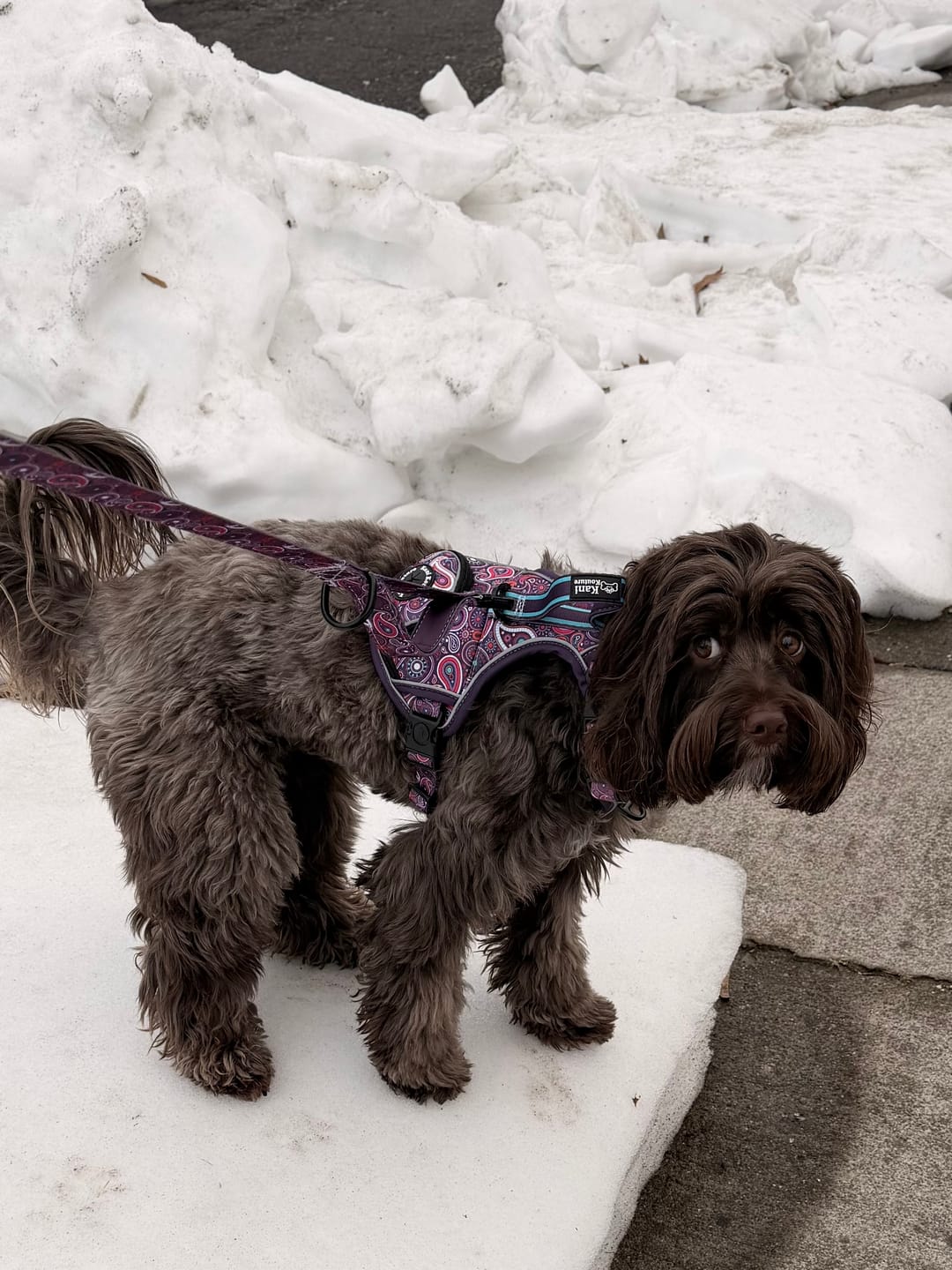 Customer photo review of Purple Paisley - Adventure Harness