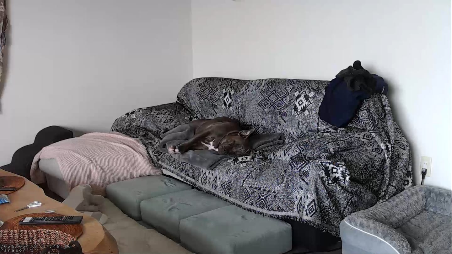 Customer photo review of Pet Couch Cover - Rustic Bohemian Black