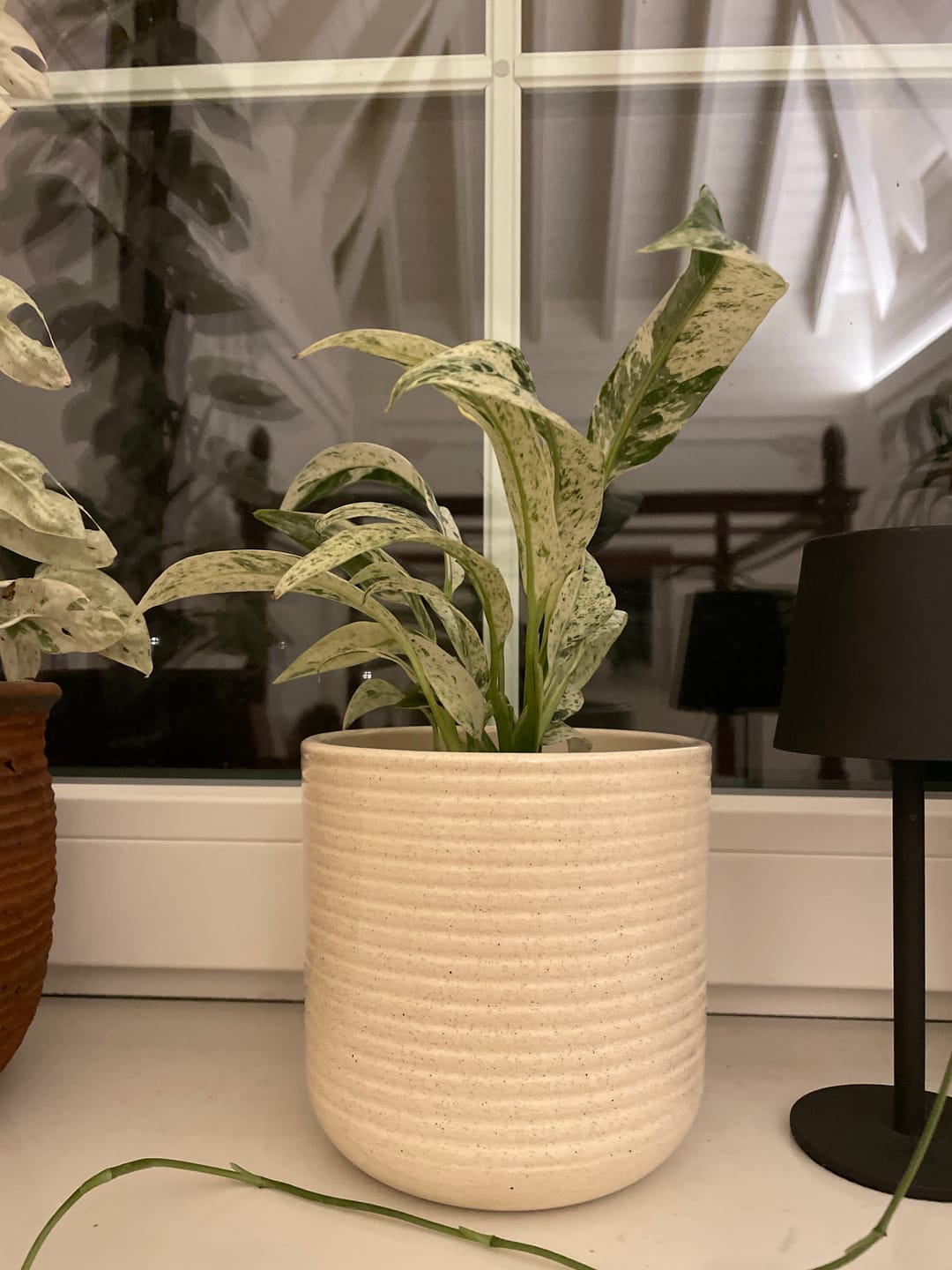 Customer photo review of EPIPREMNUM GIGANTEUM VARIEGATA
