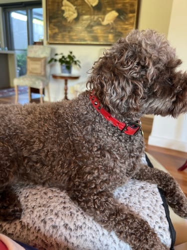 Customer photo review of Hand Made Leather Dog Collar - Ruthless Red & Black (Slim Fit)