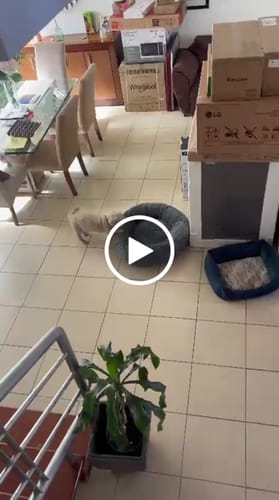 Customer video review of Cama Antiestrés para Perros