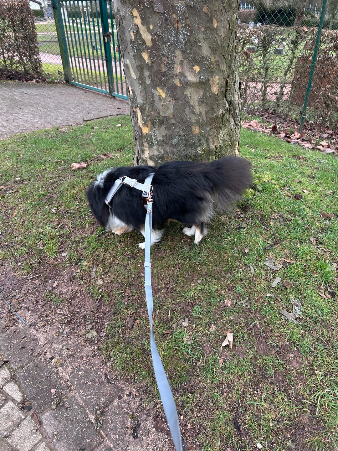 Customer photo review of pawFIVE – Hunde Geschirr
