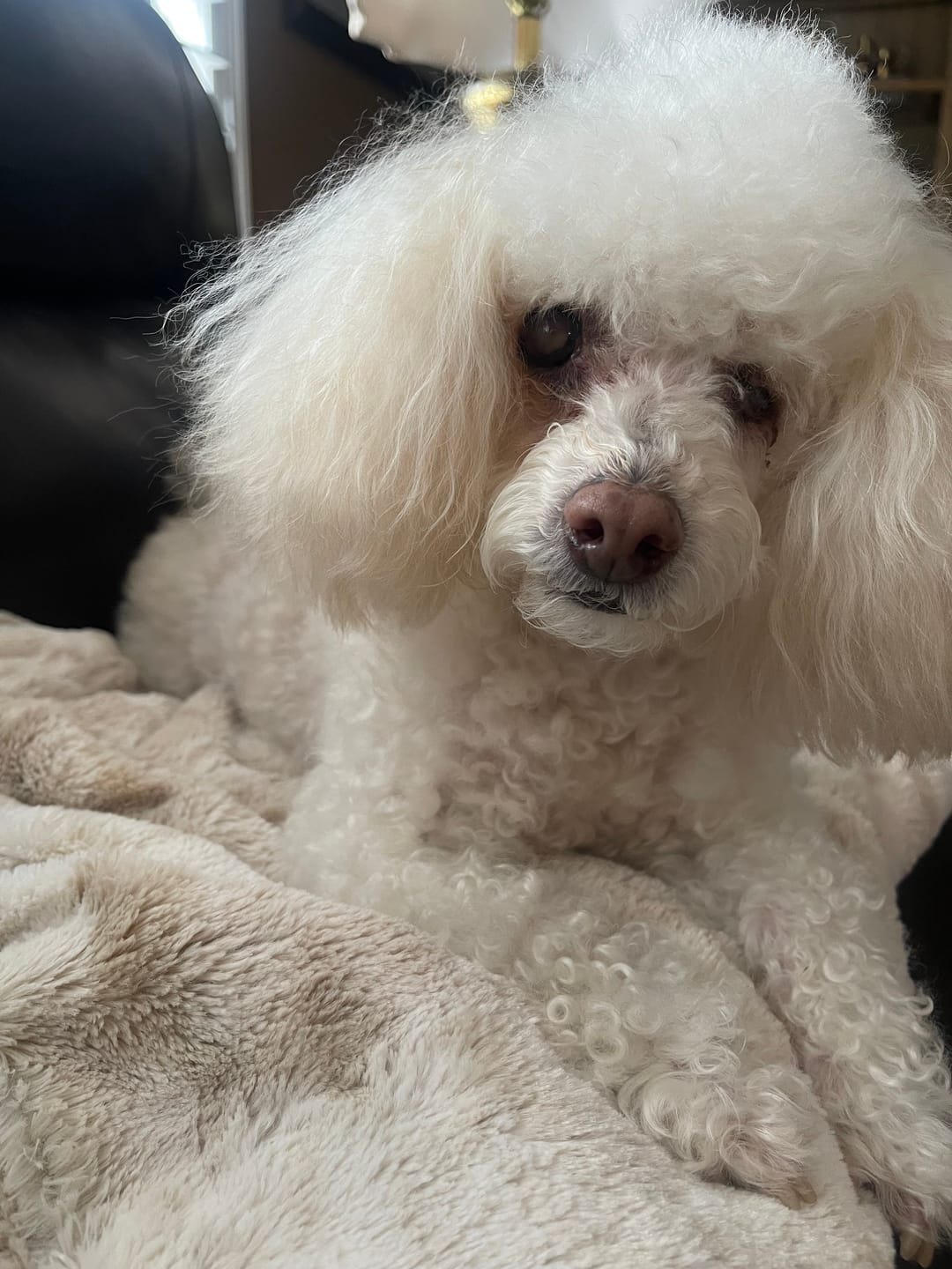 Customer photo review of Earthbones Dental Chews For Dogs