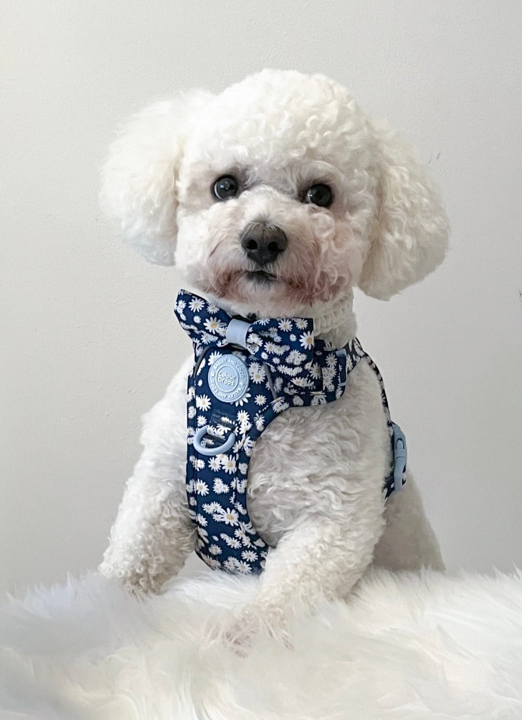 Customer photo review of Daisy Dog Harness - Colour Drops - Loves me, Loves me not