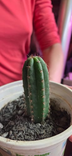 Customer photo review of Trichocereus Pachanoi | Non-PC San Pedro Cactus