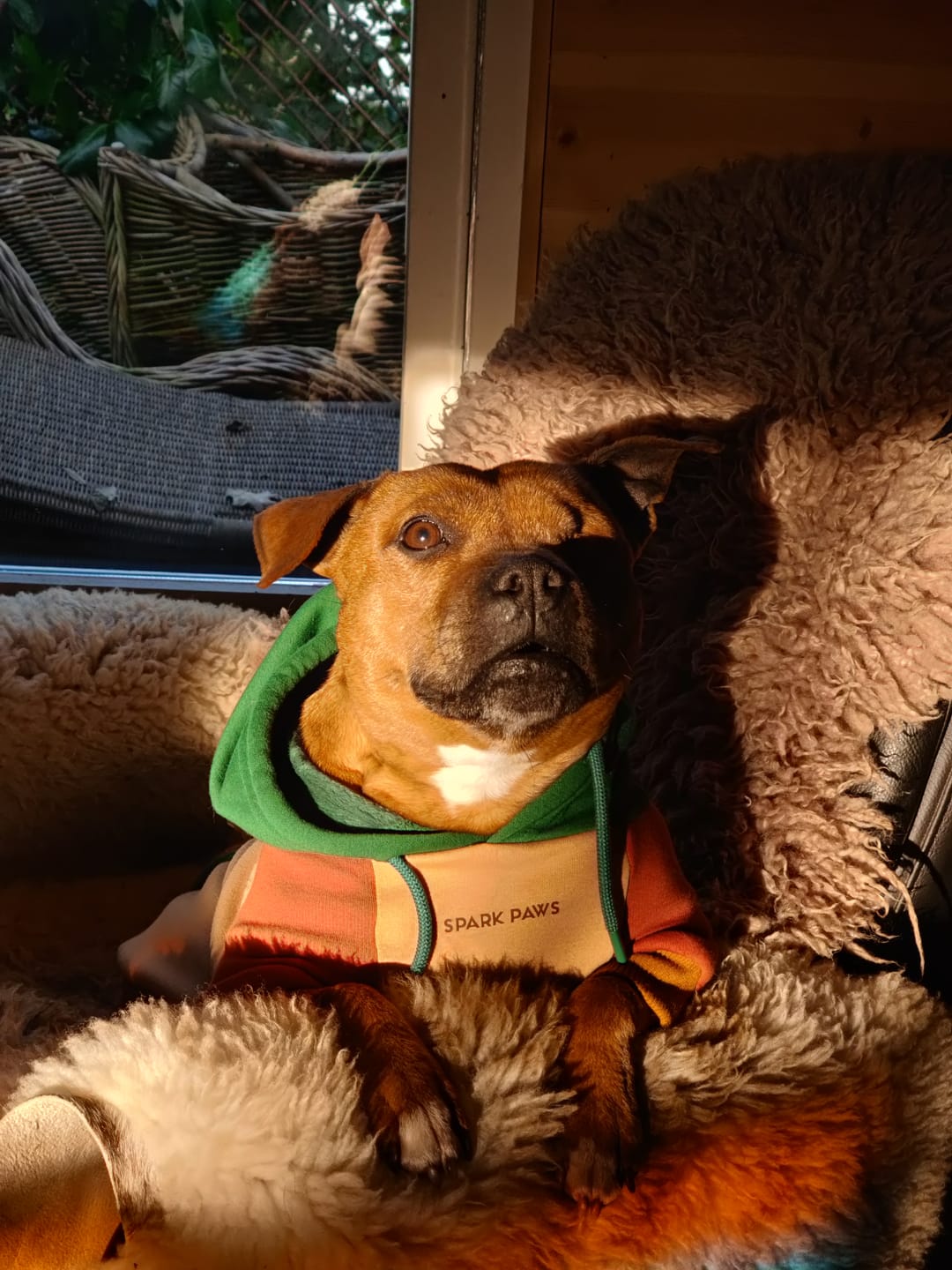 Customer photo review of Ranger Dog Hoodie