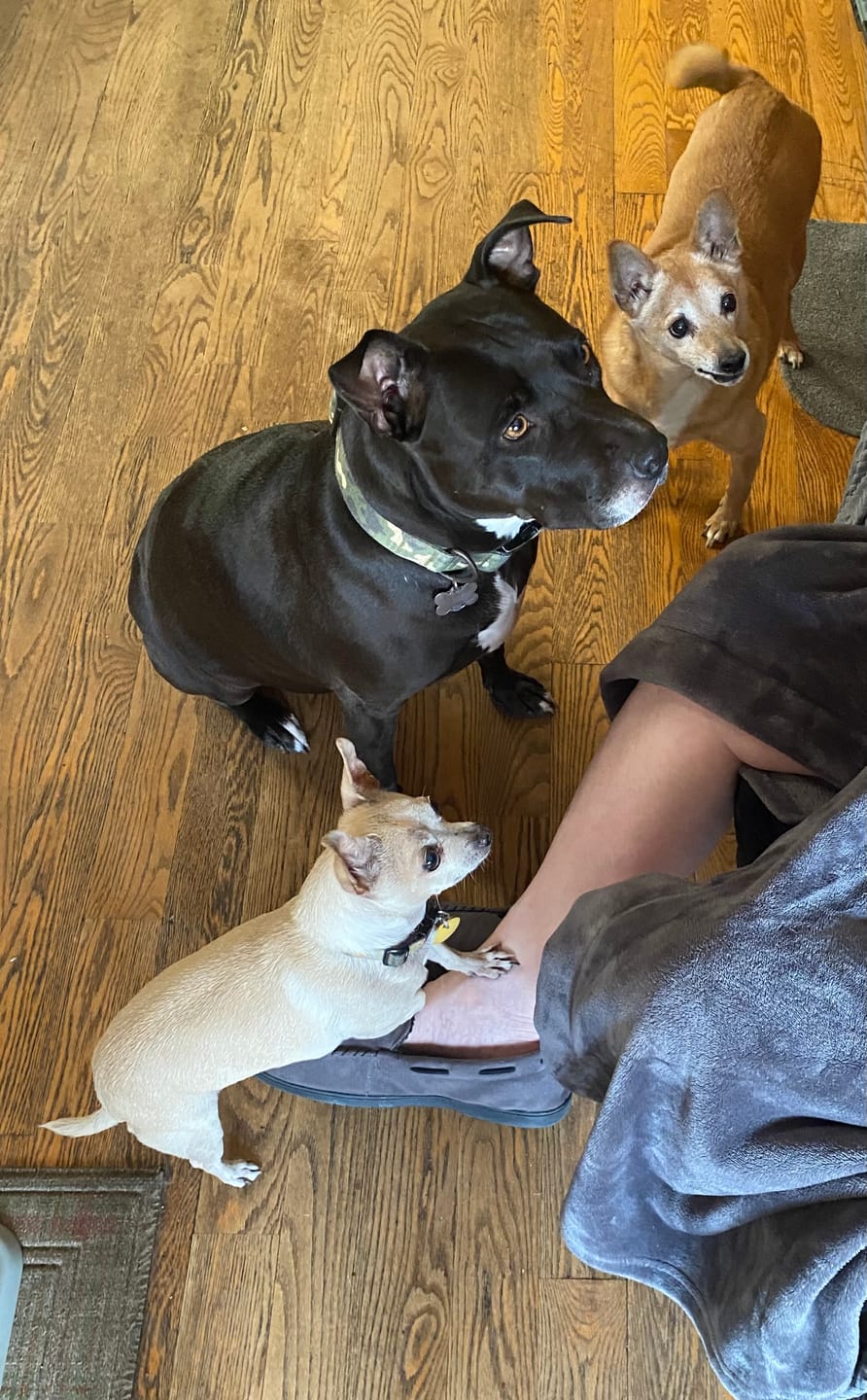 Customer photo review of Beef Lung Chunks 1lb